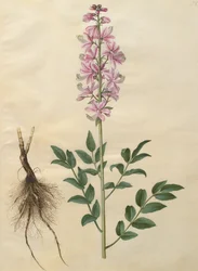 Diptam